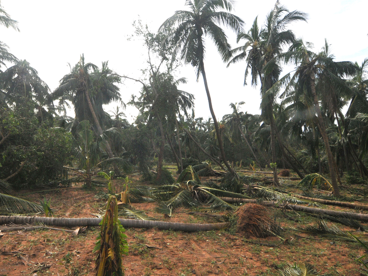 Cyclone Titli Hit Srikakulam Photo Gallery - Sakshi20