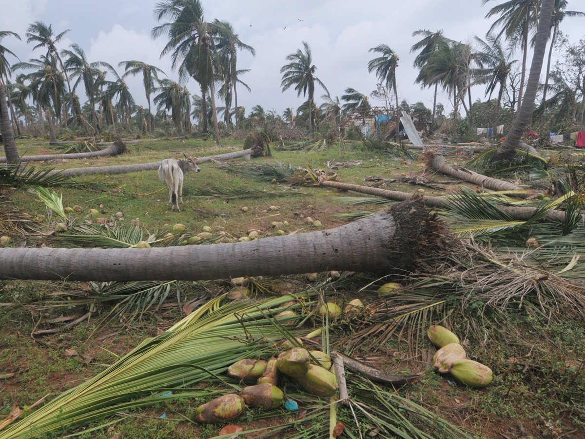 cyclone titli srikakulam district Photo Gallery - Sakshi6