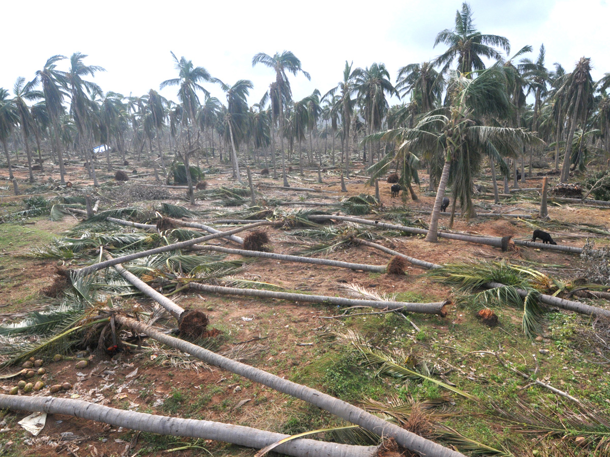 cyclone titli srikakulam district Photo Gallery - Sakshi7