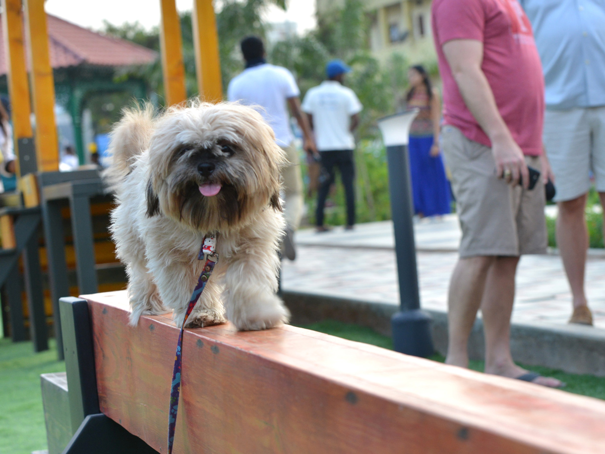 dogs park at kondapur Photo Gallery - Sakshi12