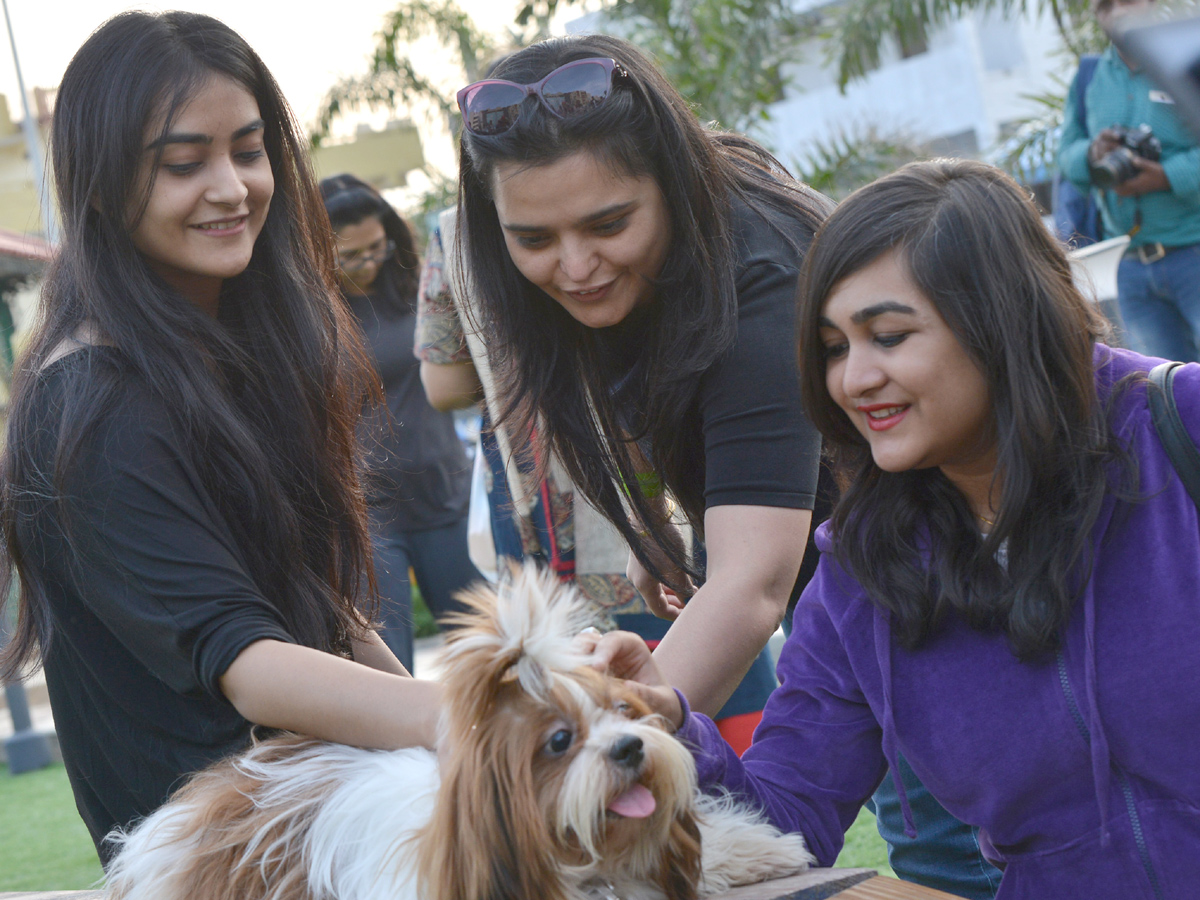 dogs park at kondapur Photo Gallery - Sakshi13