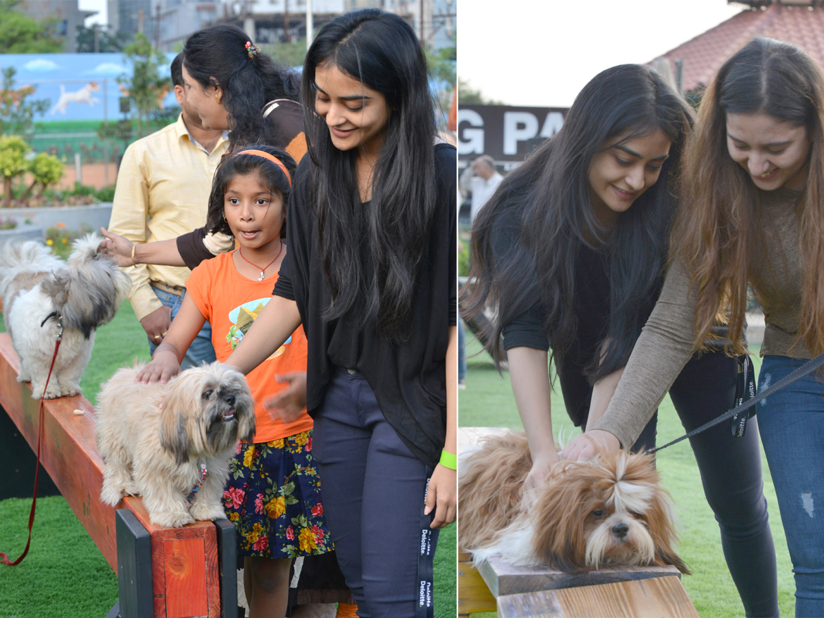 dogs park at kondapur Photo Gallery - Sakshi15