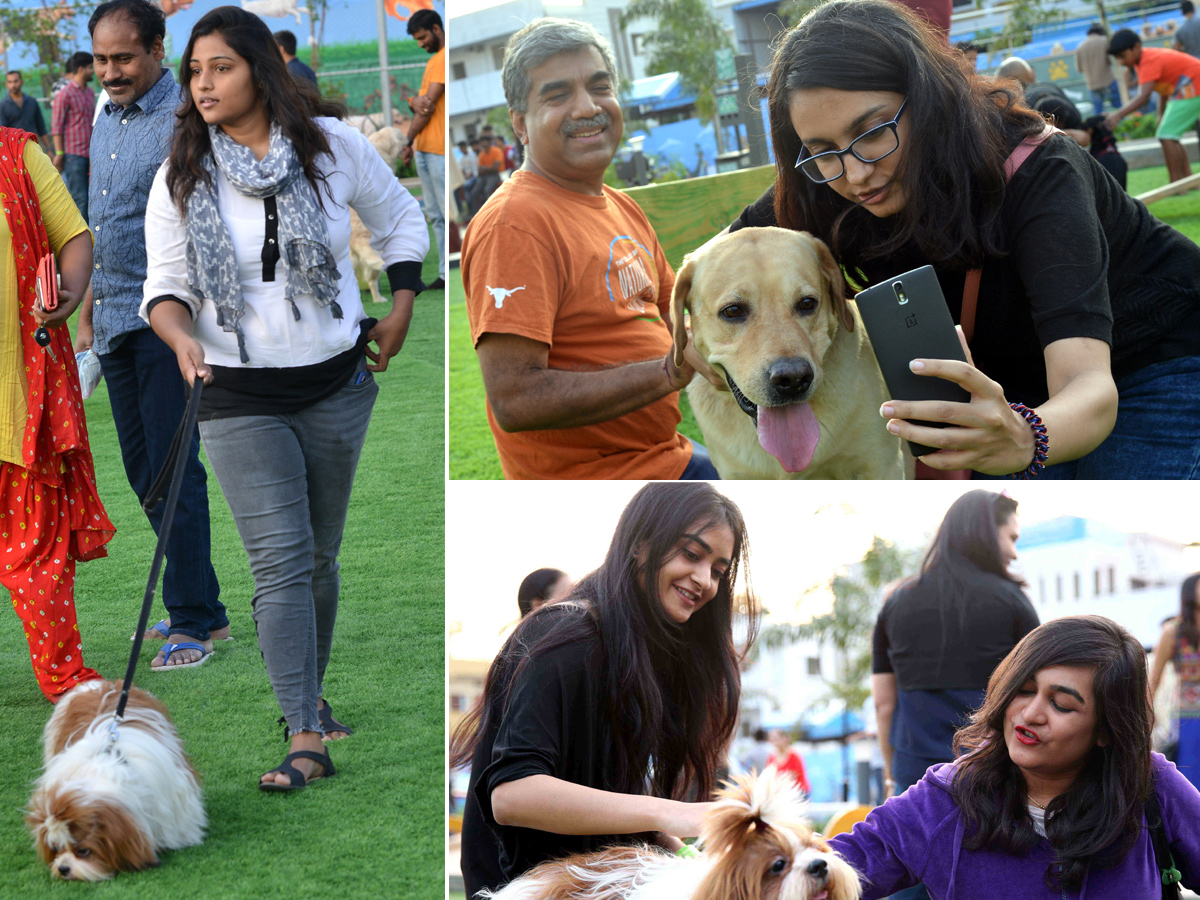 dogs park at kondapur Photo Gallery - Sakshi17