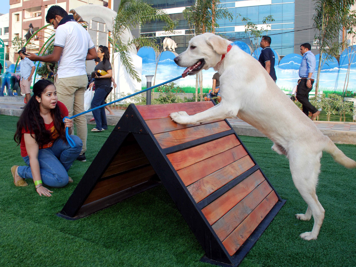 dogs park at kondapur Photo Gallery - Sakshi20