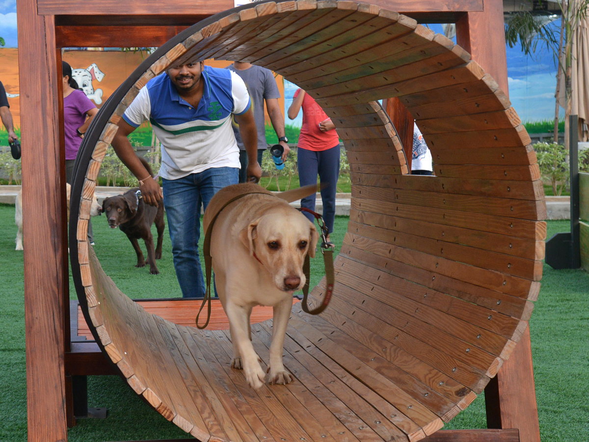 dogs park at kondapur Photo Gallery - Sakshi5