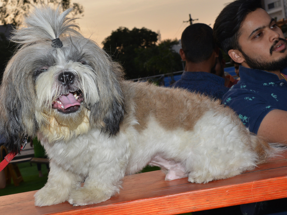 dogs park at kondapur Photo Gallery - Sakshi7