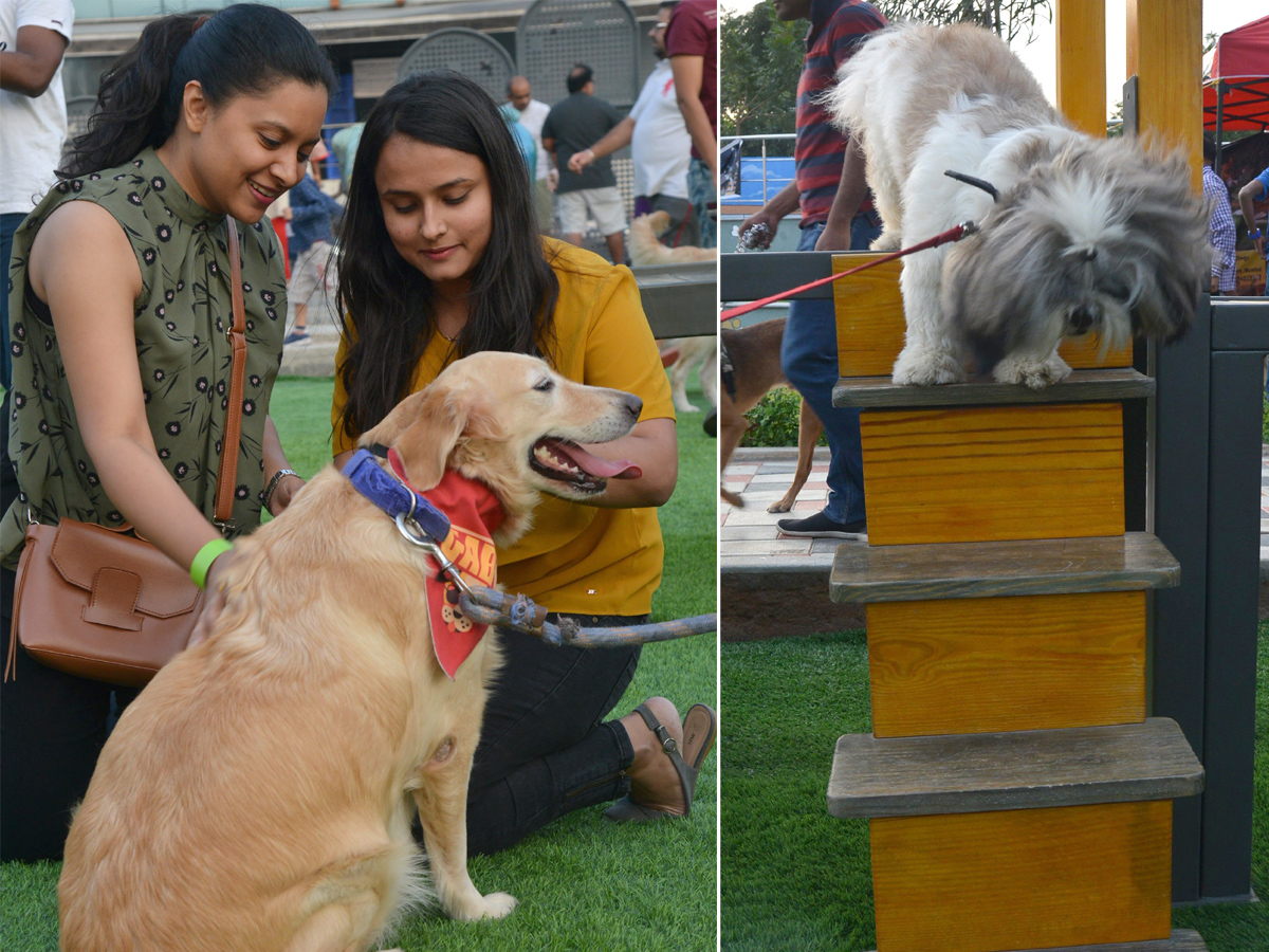 dogs park at kondapur Photo Gallery - Sakshi9