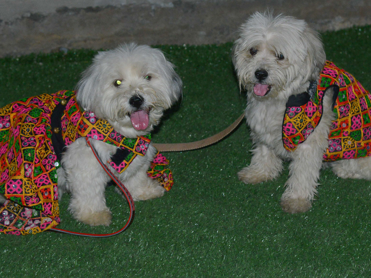 Halloween for Dogs at Dog Park Photo Gallery - Sakshi2