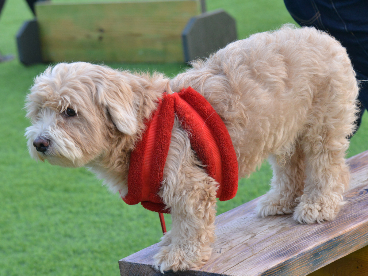 Halloween for Dogs at Dog Park Photo Gallery - Sakshi20