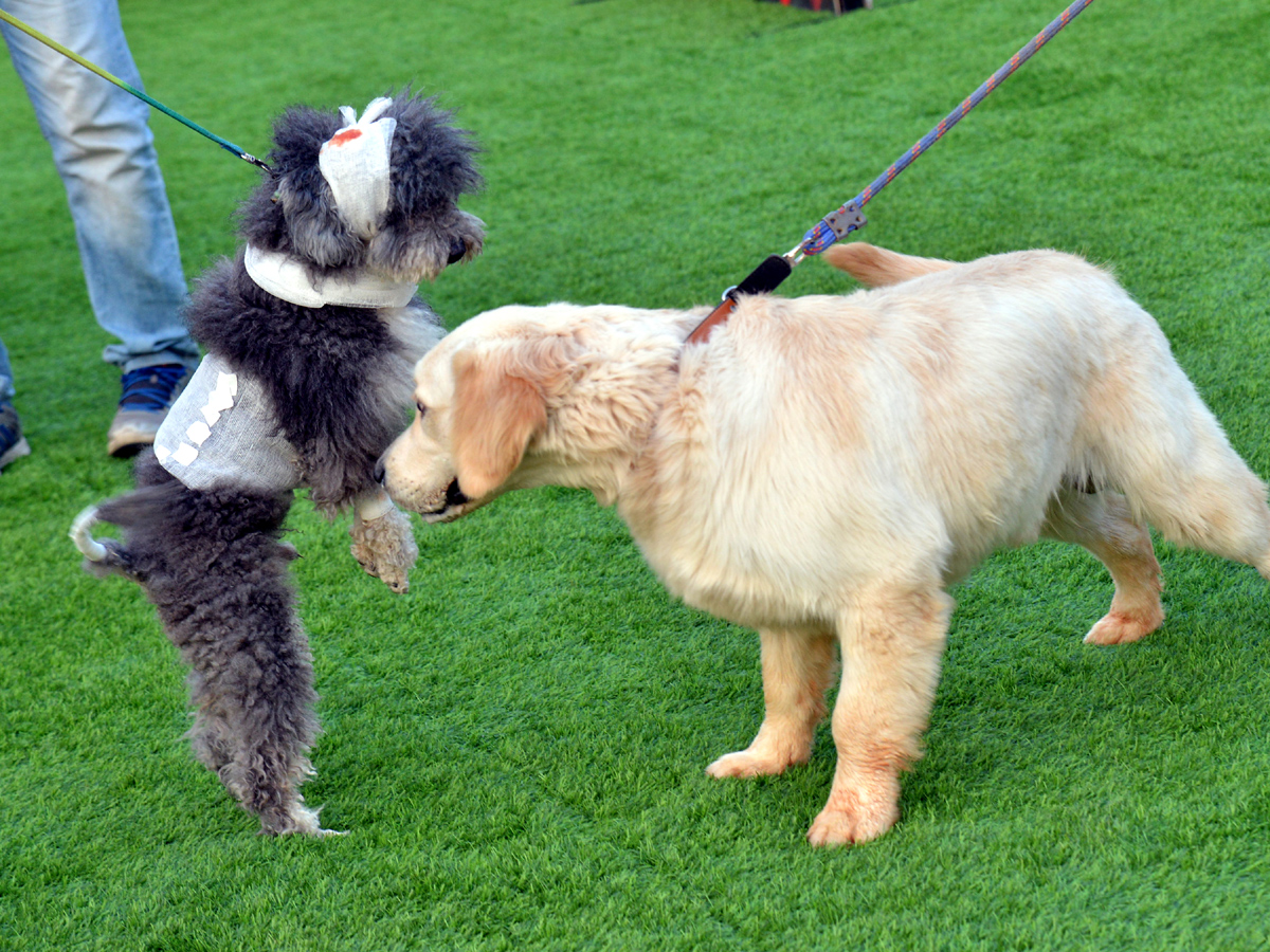 Halloween for Dogs at Dog Park Photo Gallery - Sakshi21