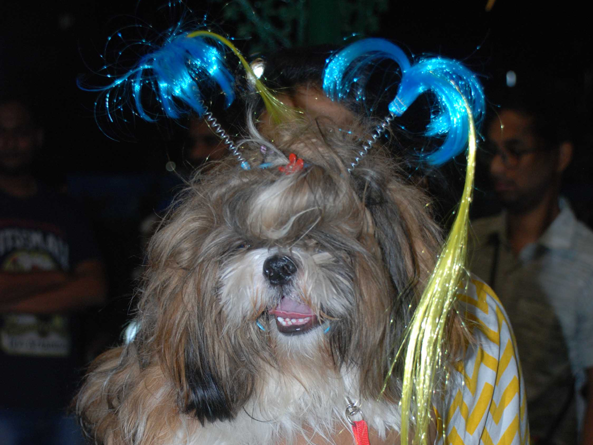 Halloween for Dogs at Dog Park Photo Gallery - Sakshi5