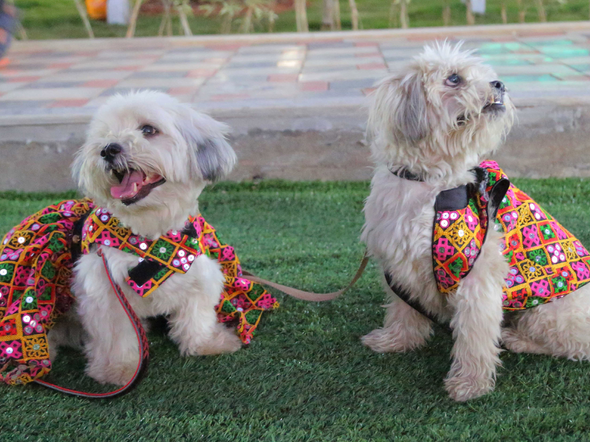 Halloween for Dogs at Dog Park Photo Gallery - Sakshi10