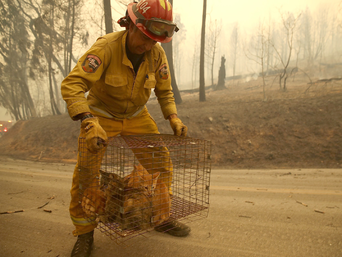 California wildfires Photo Gallery - Sakshi2