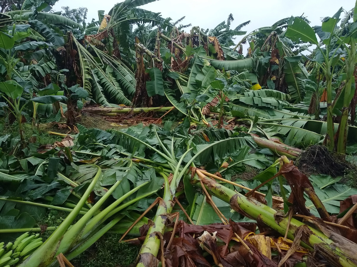 Cyclone Phethai in East Godavari Photo Gallery - Sakshi1