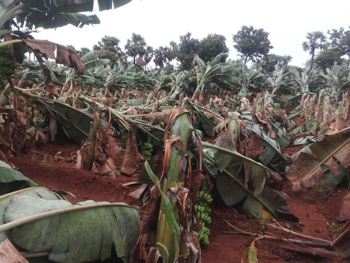 Cyclone Phethai in East Godavari Photo Gallery - Sakshi13