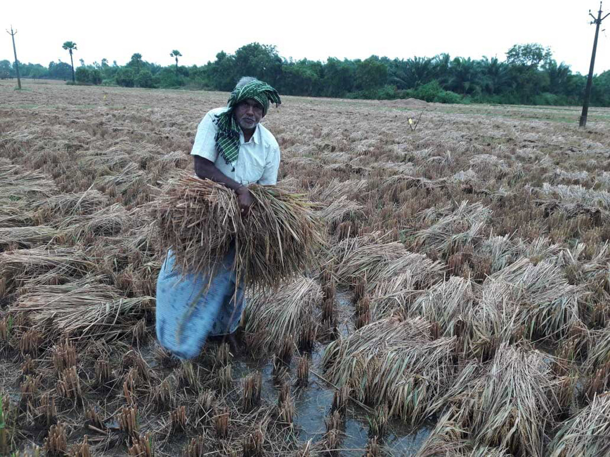 Cyclone Phethai in East Godavari Photo Gallery - Sakshi16