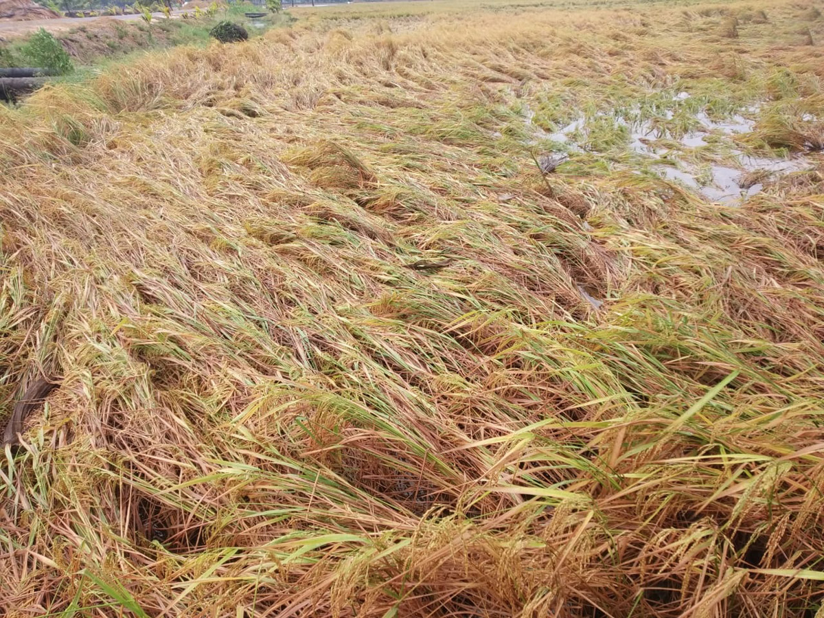 Cyclone Phethai in East Godavari Photo Gallery - Sakshi32