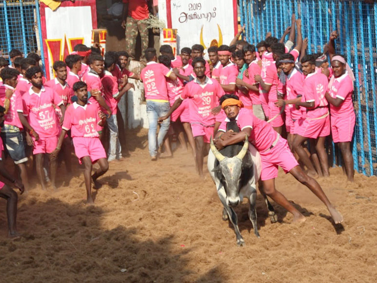 jallikattu in tamilnadu 2019 Photo Gallery - Sakshi13