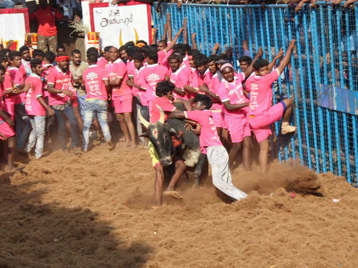 jallikattu in tamilnadu 2019 Photo Gallery - Sakshi14