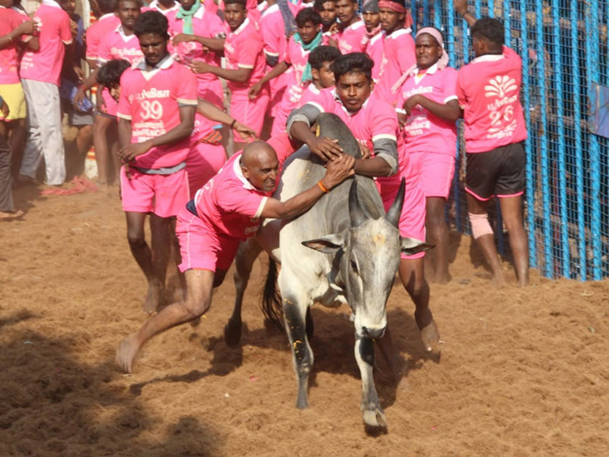 jallikattu in tamilnadu 2019 Photo Gallery - Sakshi18
