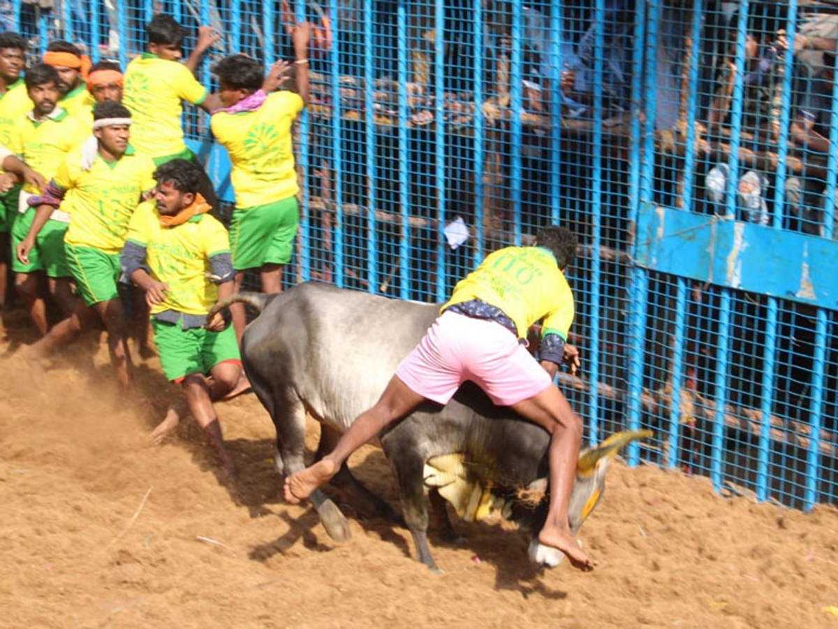 jallikattu in tamilnadu 2019 Photo Gallery - Sakshi19