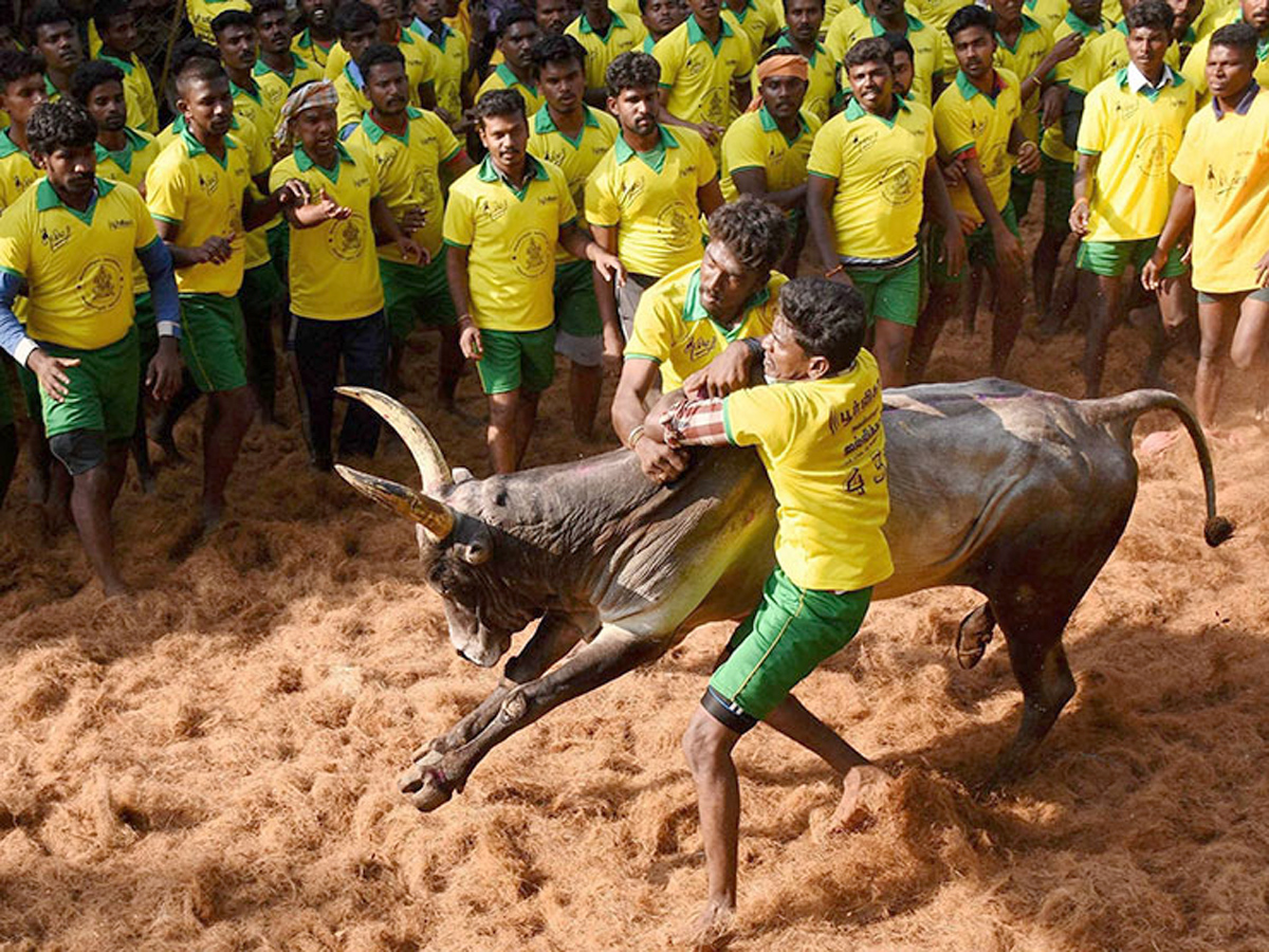 jallikattu in tamilnadu 2019 Photo Gallery - Sakshi2