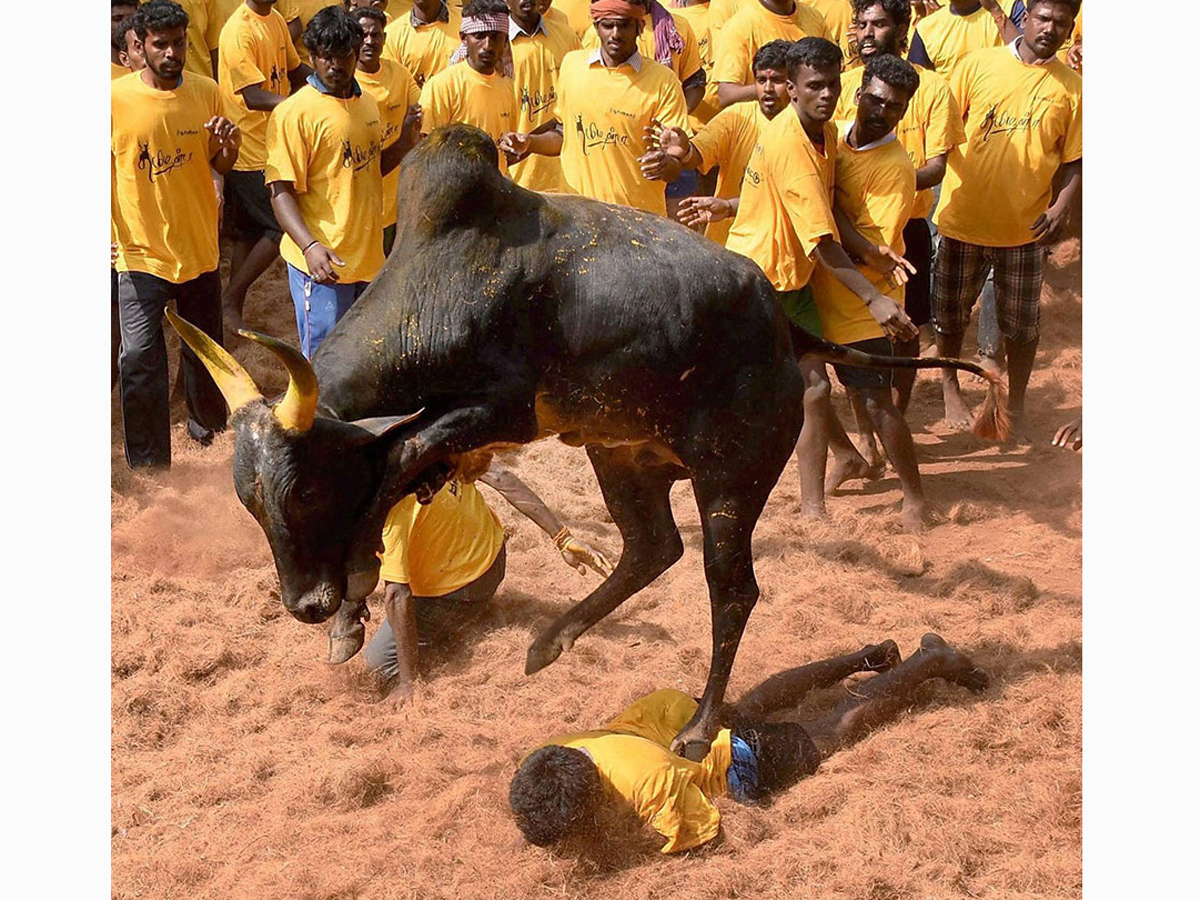 jallikattu in tamilnadu 2019 Photo Gallery - Sakshi22