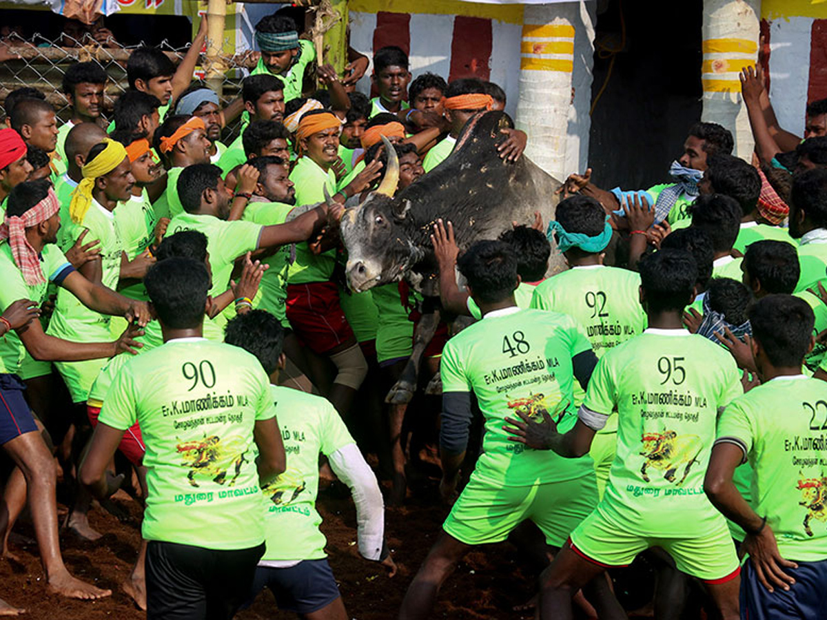 jallikattu in tamilnadu 2019 Photo Gallery - Sakshi5