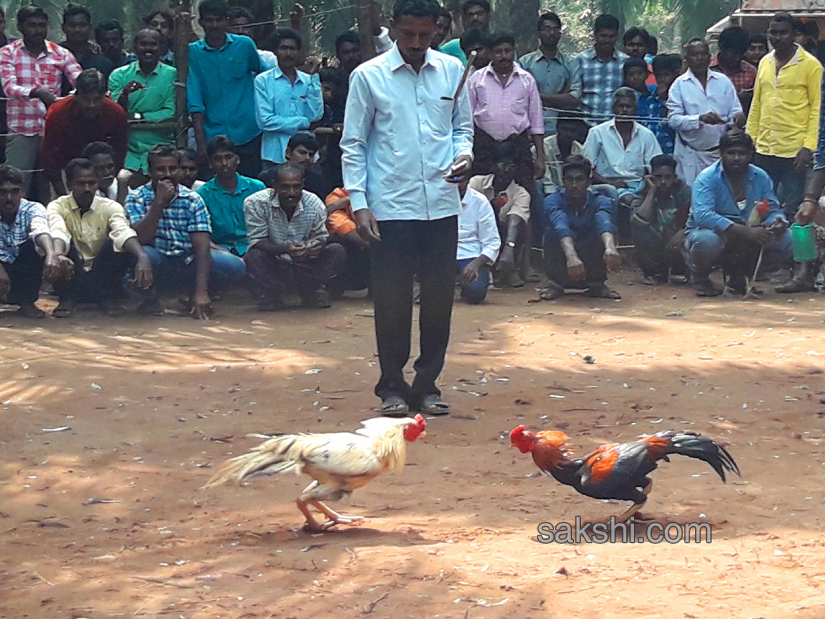 Cock Fighting In Sankranti Festival Celebrations In Andhra Pradesh - Sakshi10