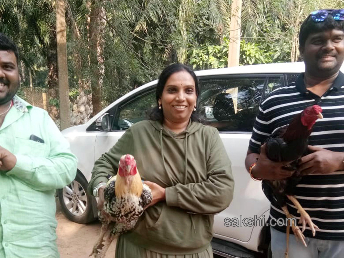 Cock Fighting In Sankranti Festival Celebrations In Andhra Pradesh - Sakshi11