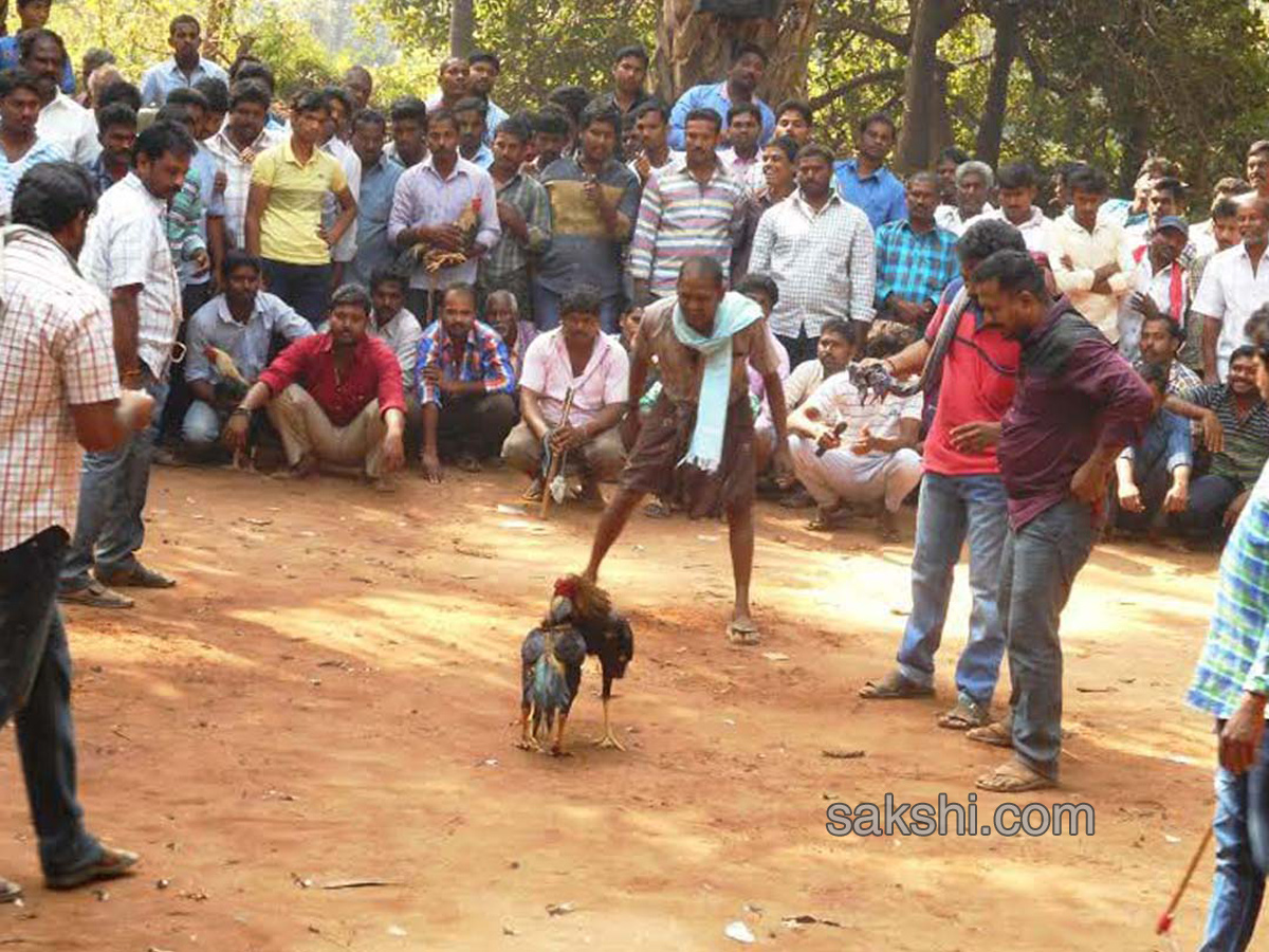 Cock Fighting In Sankranti Festival Celebrations In Andhra Pradesh - Sakshi13