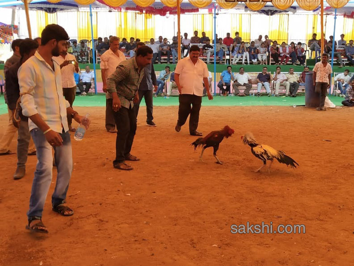 Cock Fighting In Sankranti Festival Celebrations In Andhra Pradesh - Sakshi19