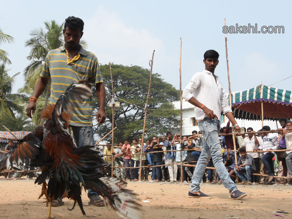 Cock Fighting In Sankranti Festival Celebrations In Andhra Pradesh - Sakshi2