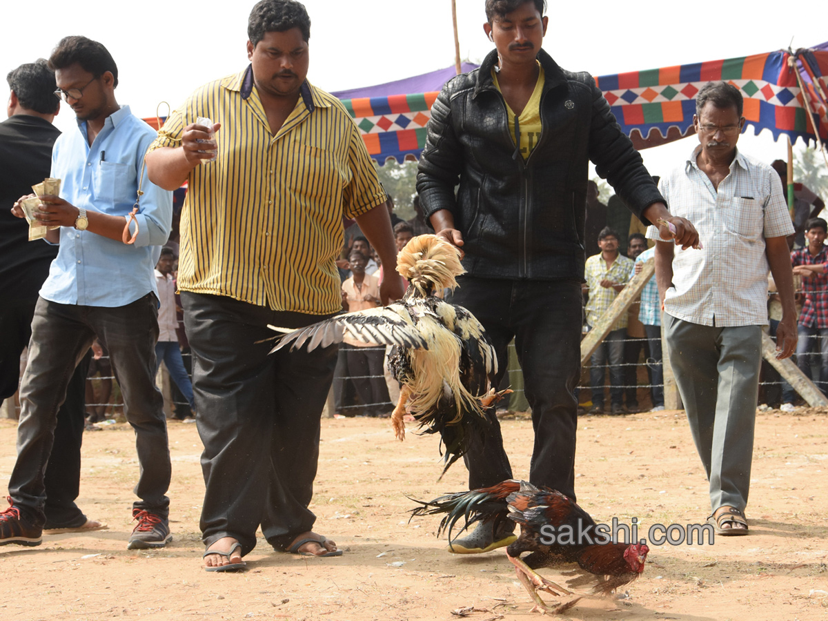 Cock Fighting In Sankranti Festival Celebrations In Andhra Pradesh - Sakshi4