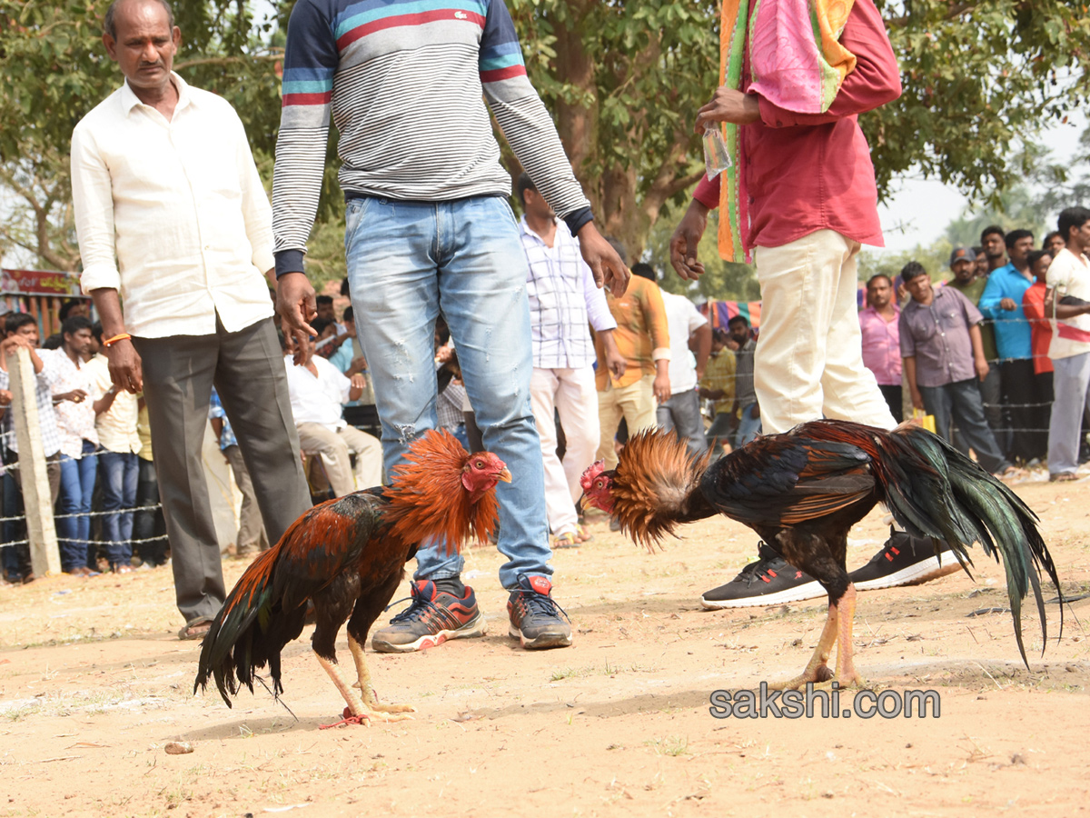 Cock Fighting In Sankranti Festival Celebrations In Andhra Pradesh - Sakshi5