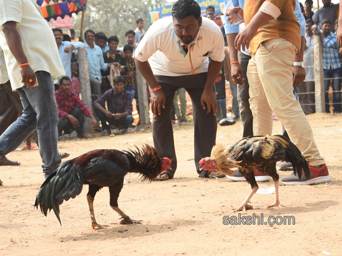 Cock Fighting In Sankranti Festival Celebrations In Andhra Pradesh - Sakshi1