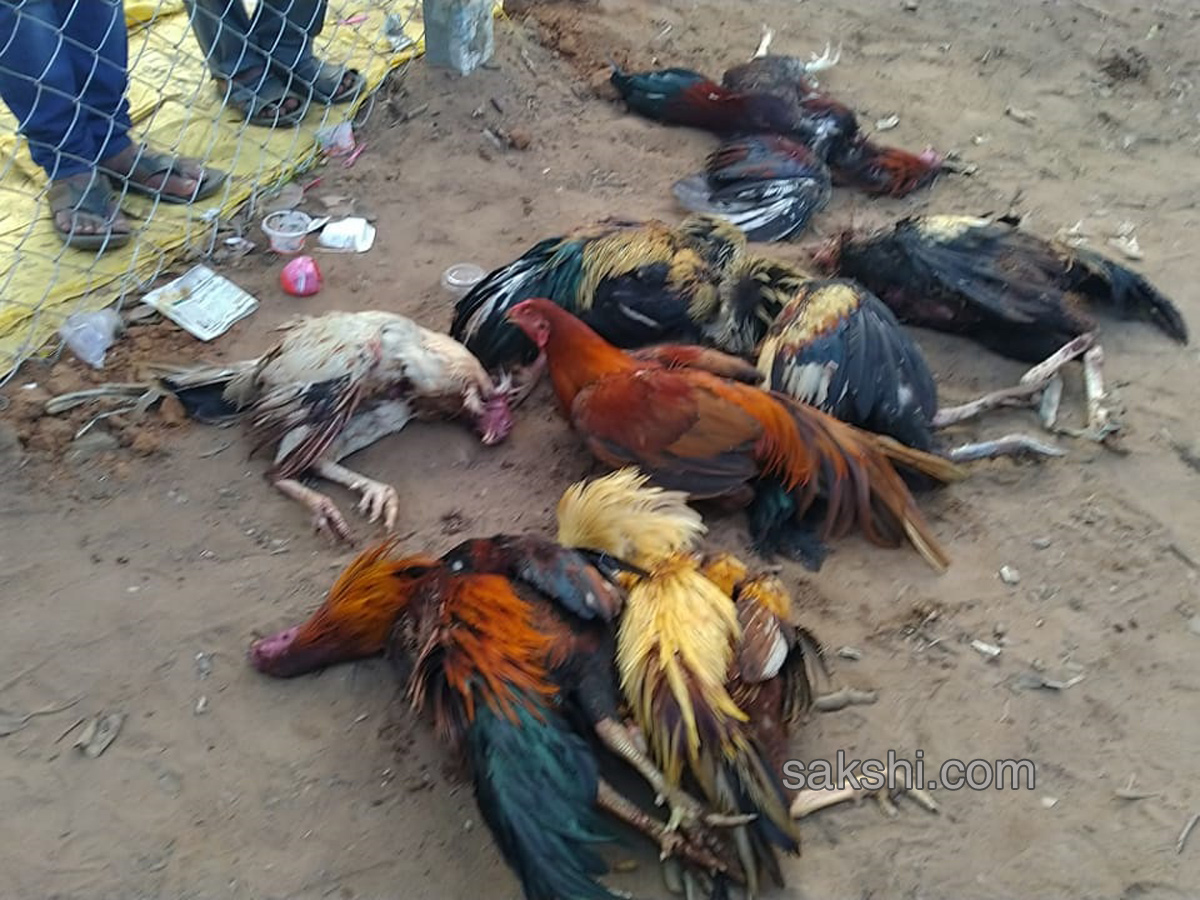 Cock Fighting In Sankranti Festival Celebrations In Andhra Pradesh - Sakshi8