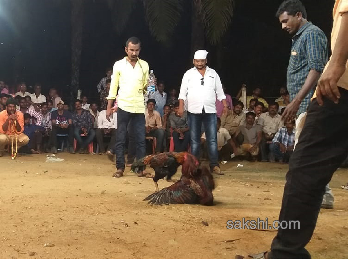 Cock Fighting In Sankranti Festival Celebrations In Andhra Pradesh - Sakshi9