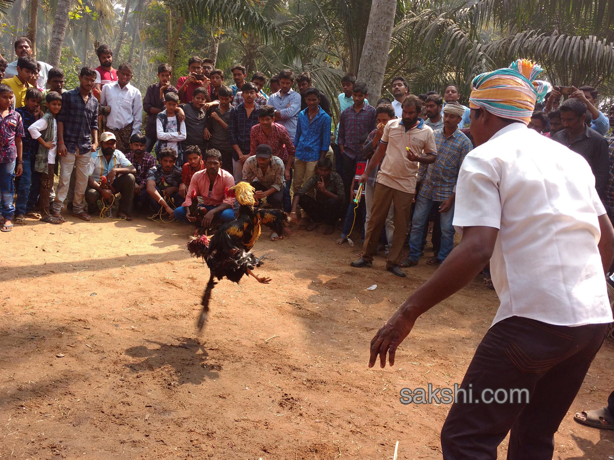 Cock Fighting In Sankranti Festival Celebrations In Andhra Pradesh - Sakshi14