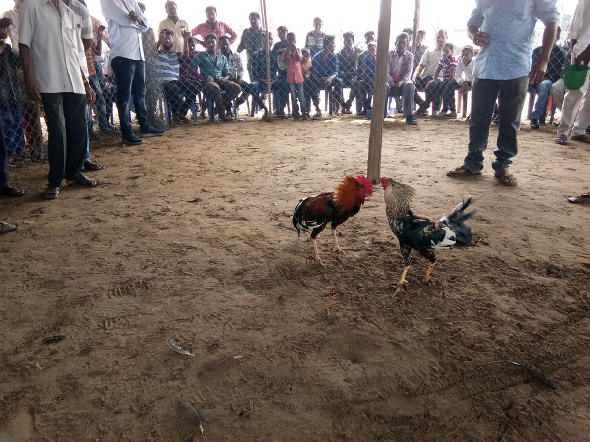 Cock Fighting In Sankranti Festival Celebrations In Andhra Pradesh - Sakshi16