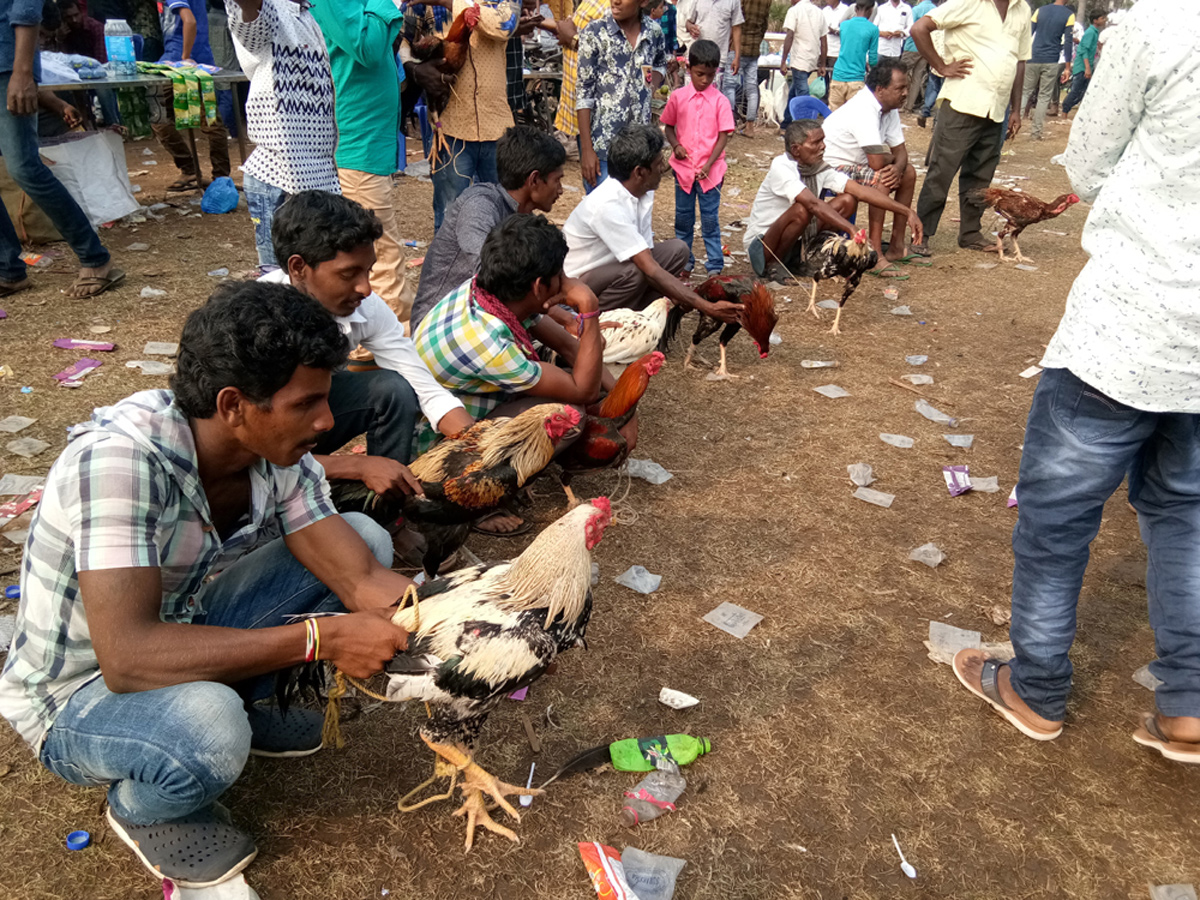 Cock Fighting In Sankranti Festival Celebrations In Andhra Pradesh - Sakshi17