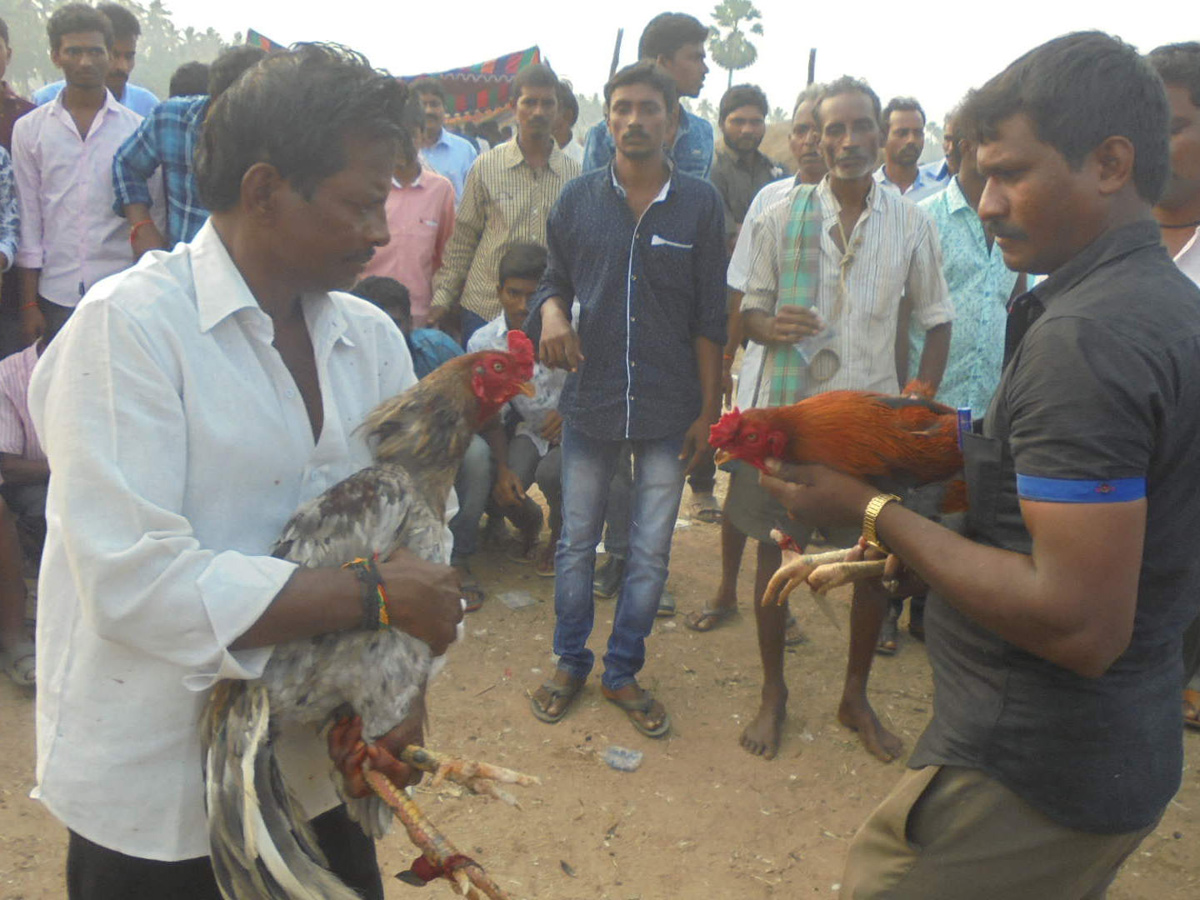 Cock Fighting In Sankranti Festival Celebrations In Andhra Pradesh - Sakshi18