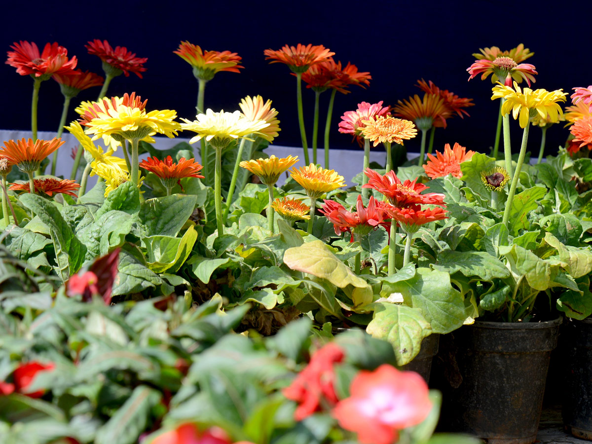 All india horticulture exhibition started at peoples plaza - Sakshi14