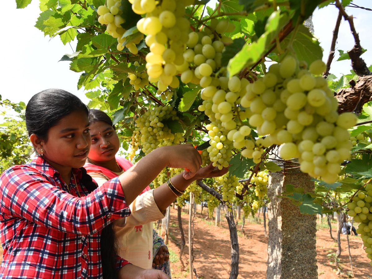 Grapes Festival in Hyderabad Photo Gallery - Sakshi1