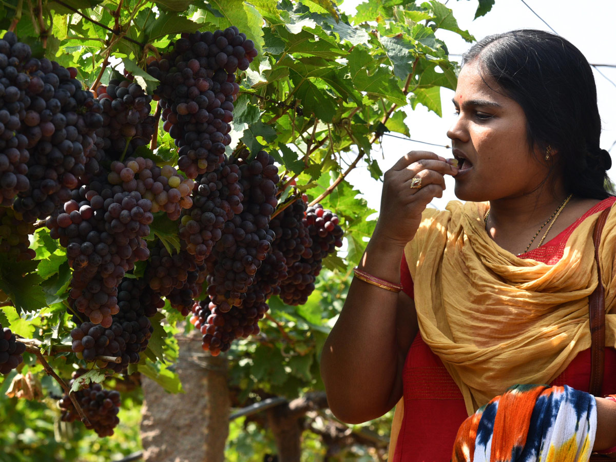 Grapes Festival in Hyderabad Photo Gallery - Sakshi14