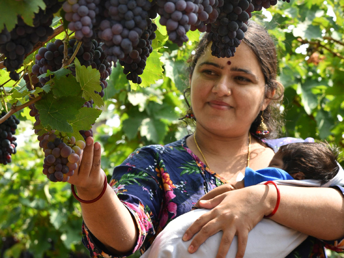 Grapes Festival in Hyderabad Photo Gallery - Sakshi2