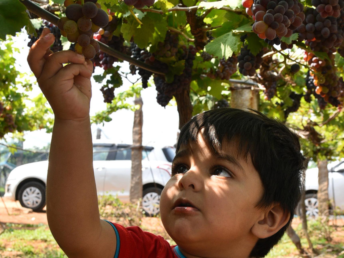 Grapes Festival in Hyderabad Photo Gallery - Sakshi20