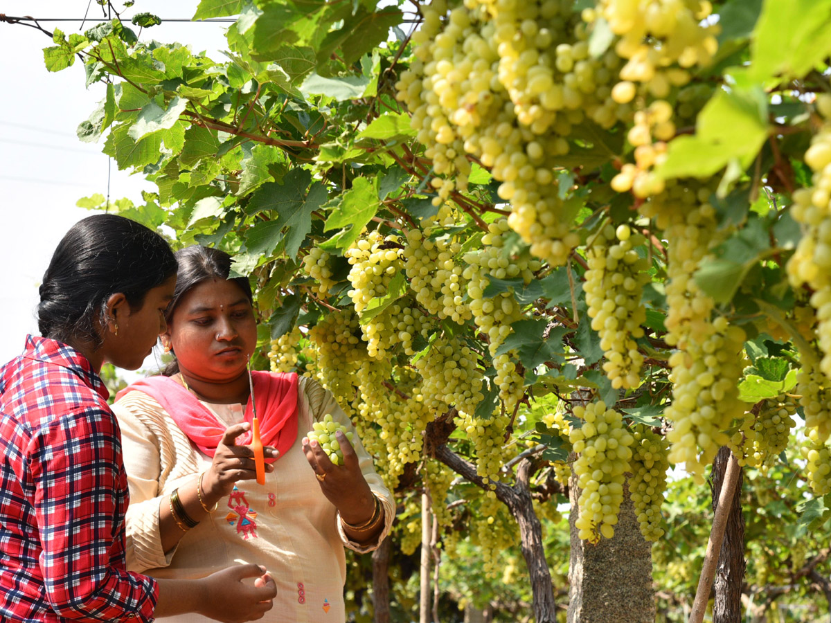 Grapes Festival in Hyderabad Photo Gallery - Sakshi7