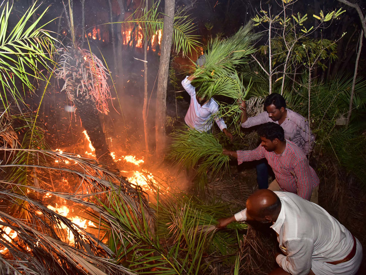 Fire Accident in Tirumala Forest Photo Gallery - Sakshi13