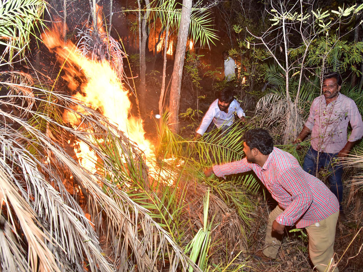 Fire Accident in Tirumala Forest Photo Gallery - Sakshi14